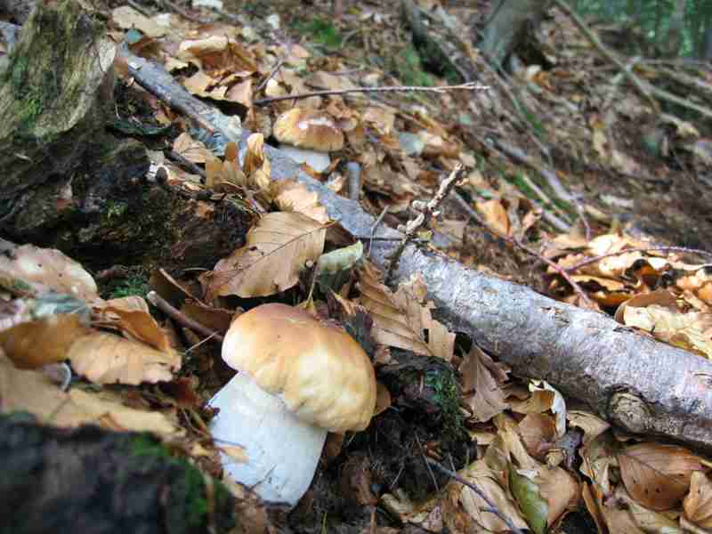  Image name: 16 Porcino.jpg 
 width: 800 pixel 
 height: 600 pixel 
 Size: 39847 bytes 
 Click to enlarge 